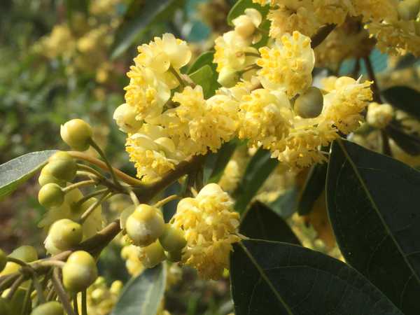  - Essential Oils